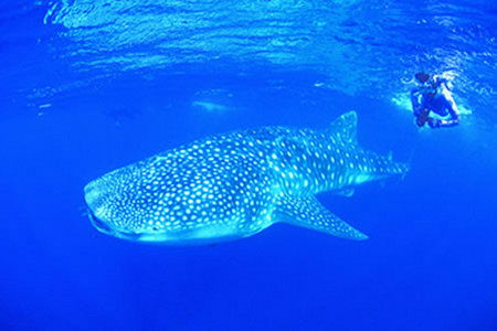 Ningaloo Reef Resort - Surfers Gold Coast 1