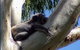 Dunbogan Caravan Park - thumb 2