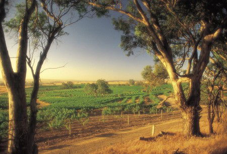 BIG 4 Barossa Tourist Park - Surfers Gold Coast 5