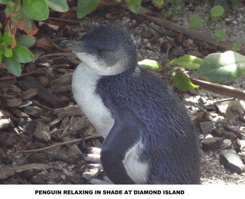 Diamond Island Resort - Surfers Gold Coast 2