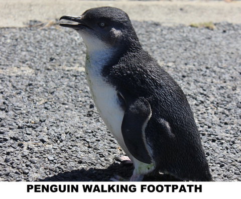 Diamond Island Resort - Surfers Gold Coast 4