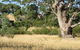 Wings Barossa Bird And Bush Retreat - thumb 0