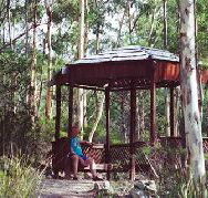 Telopea - Surfers Gold Coast