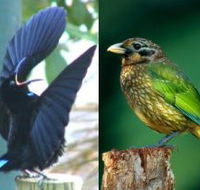 Chambers Wildlife Rainforest Lodges - Surfers Gold Coast