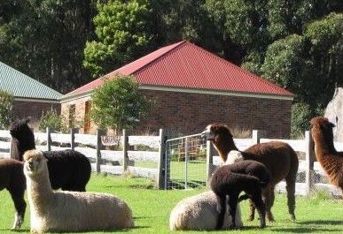 Tin Dragon Trail Cottages - Surfers Gold Coast 2