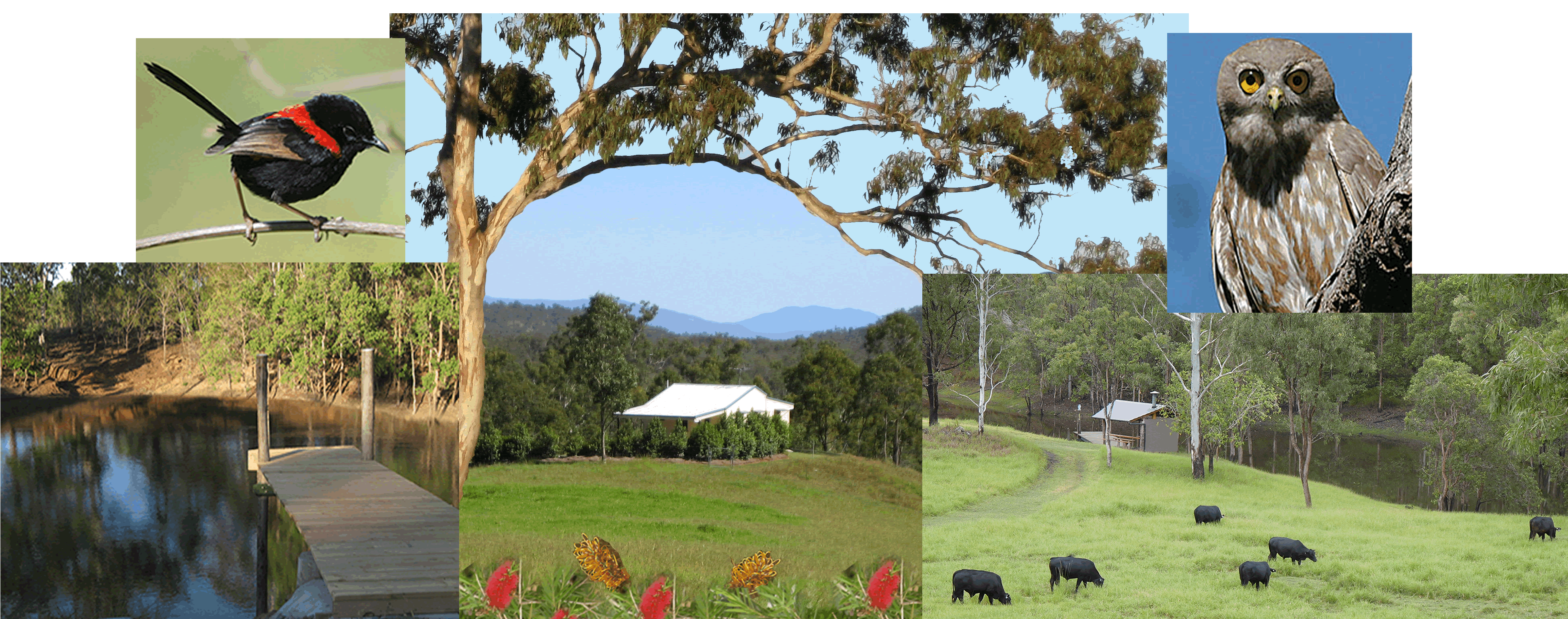 Barking Owl Retreat - Surfers Gold Coast