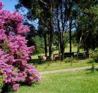 Figlea Cottages - Surfers Gold Coast