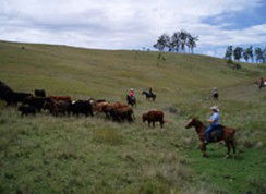 Camp Cobark - Surfers Gold Coast 2