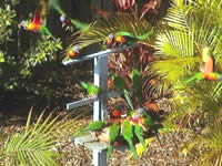 Chamomile Bed And Breakfast - Surfers Gold Coast 1