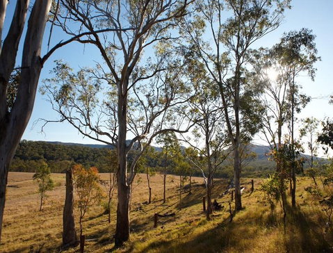 Spicers Canopy - Surfers Gold Coast 4