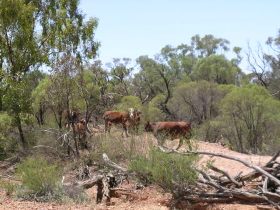 Aldville Station - Surfers Gold Coast 2