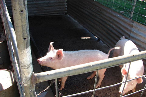 Lee Farmstay - Surfers Gold Coast 6
