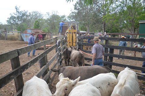 Lee Farmstay - Surfers Gold Coast 7