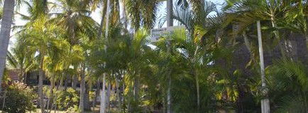 Pine Tree Motel - Surfers Gold Coast 2