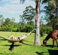 Neds Bed Horse O Tel - Surfers Gold Coast