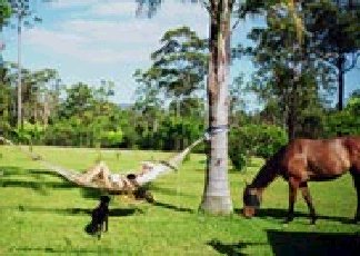 Neds Bed Horse O Tel - Surfers Gold Coast 0