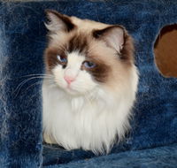 Crufts K9 Lodge amp Cat Hotel - Surfers Gold Coast