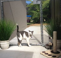 Caringbah Cat Hotel - Surfers Gold Coast