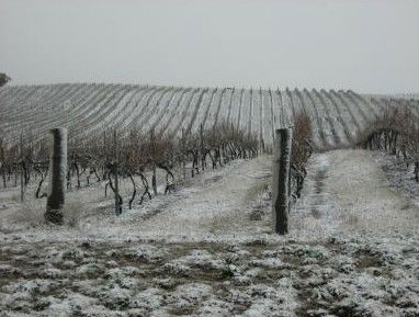 Turners Vineyard - Surfers Gold Coast 3