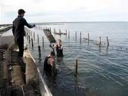 Cowell Foreshore Caravan Park & Holiday Units - Surfers Gold Coast 2