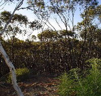 Lions Dryandra Woodlands Village - Surfers Gold Coast