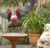 Wattle Court  Retreat - Surfers Gold Coast