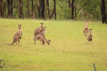 Estate Tuscany - Surfers Gold Coast 2