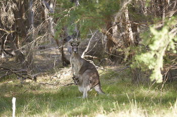 Yering Gorge Cottages By The Eastern Golf Club - Surfers Gold Coast 6