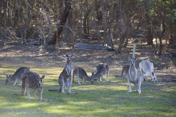 Yering Gorge Cottages By The Eastern Golf Club - Surfers Gold Coast 12