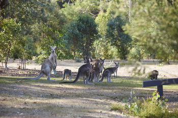 Yering Gorge Cottages By The Eastern Golf Club - Surfers Gold Coast 13