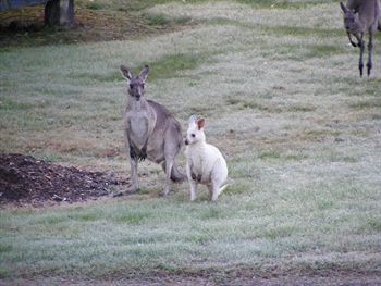 Yering Gorge Cottages By The Eastern Golf Club - Surfers Gold Coast 1