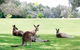 Darlington Beach Resort & Holiday Park - thumb 67