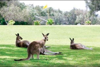 Darlington Beach Resort & Holiday Park - Surfers Gold Coast 67