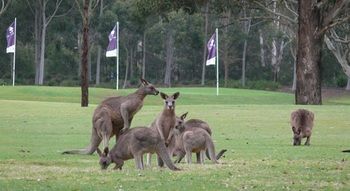 Riverside Oaks Golf Resort - Surfers Gold Coast 8
