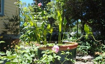 Kurrara Historic Guest House - Surfers Gold Coast 16