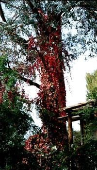 A Winter-rose Cottage B&B - Surfers Gold Coast 7