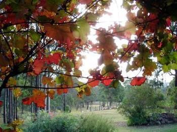 Elfin Hill Country Accommodation - Surfers Gold Coast 0