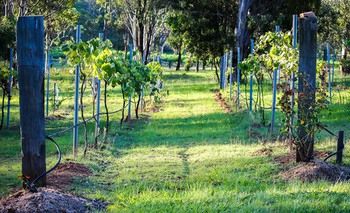 Elfin Hill Country Accommodation - Surfers Gold Coast 14