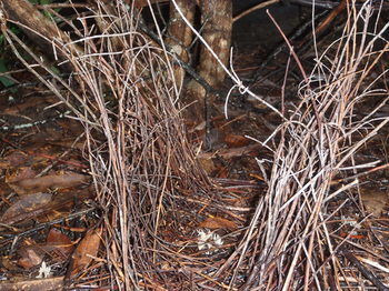 Woollamia Village Retreat - Surfers Gold Coast 36