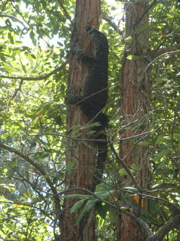 Woollamia Village Retreat - Surfers Gold Coast 59