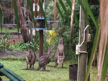 Jervis Bay Cabins - Surfers Gold Coast 6