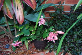 Cutmore Cottages - Bagala Bungalow - Surfers Gold Coast 35