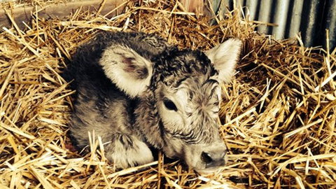 Freshwater Creek Cottages - Surfers Gold Coast 7