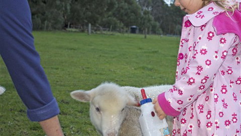 Freshwater Creek Cottages - Surfers Gold Coast 6