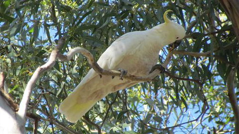 River Gardens Bed And Breakfast Farmstay - Surfers Gold Coast 1