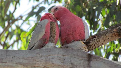 River Gardens Bed And Breakfast Farmstay - Surfers Gold Coast 6