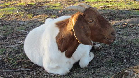 River Gardens Bed And Breakfast Farmstay - Surfers Gold Coast 5
