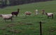 Bellevue Farmstay - thumb 6
