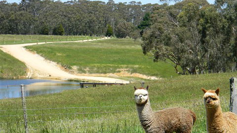 Cygnet Park Country Retreat - Surfers Gold Coast 3