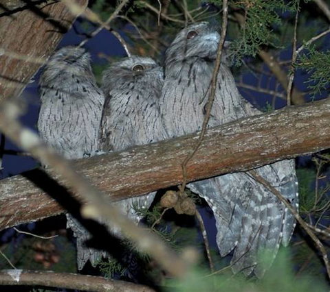 BIG4 Kelso Sands Holiday & Native Wildlife Park - Surfers Gold Coast 0
